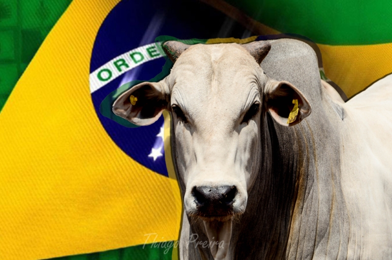 Crise? Boi brasileiro atinge o menor valor entre os correntes mundiais
