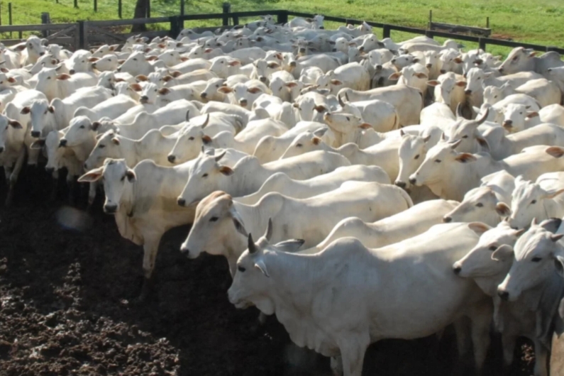 Arroba de boi gordo atinge R$ 325 em SP e expectativa é de mais altas