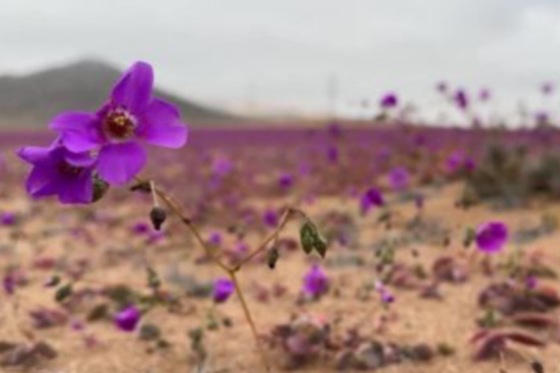 Deserto do Atacama está roxo; entenda