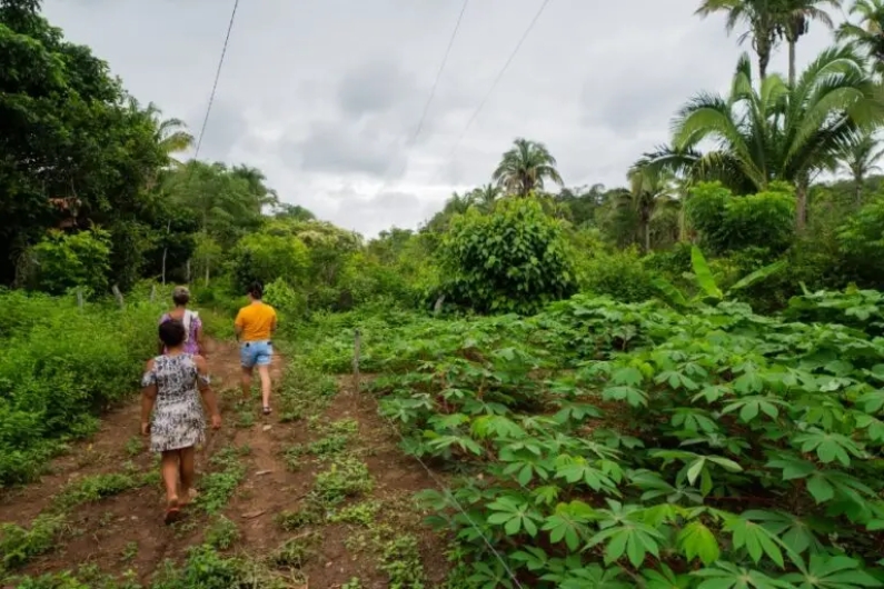 Quintais produtivos garantem alimento no Cerrado