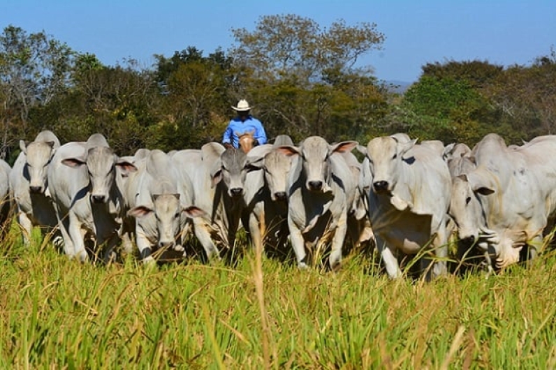 Preços da arroba do boi gordo despencam no Brasil em Maio