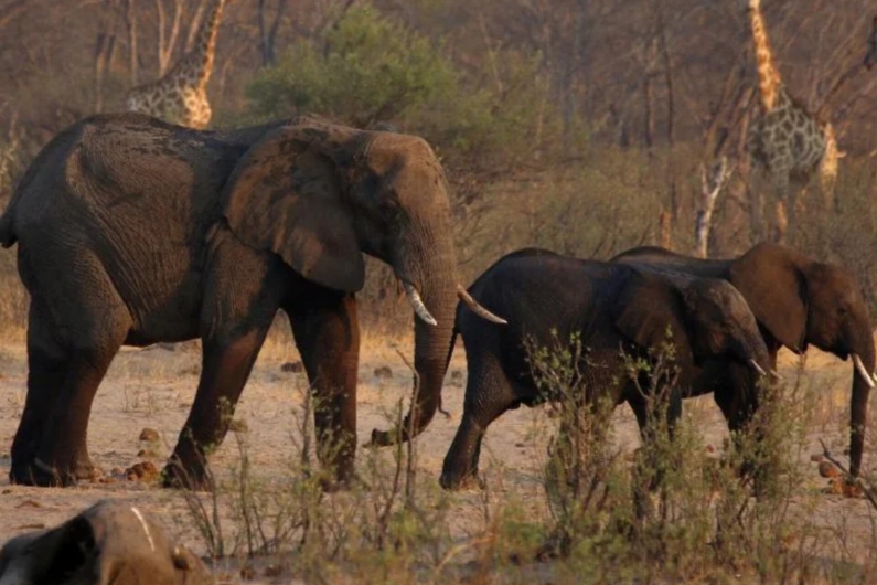 Com a seca severa a Namíbia vai abater mais 700 animais selvagens