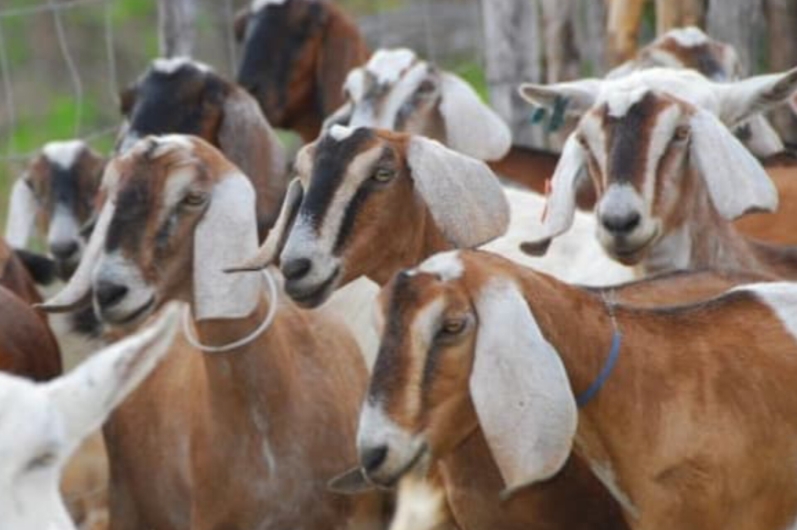 Estado da Bahia segue como líder nacional na produção de ovinos e caprinos