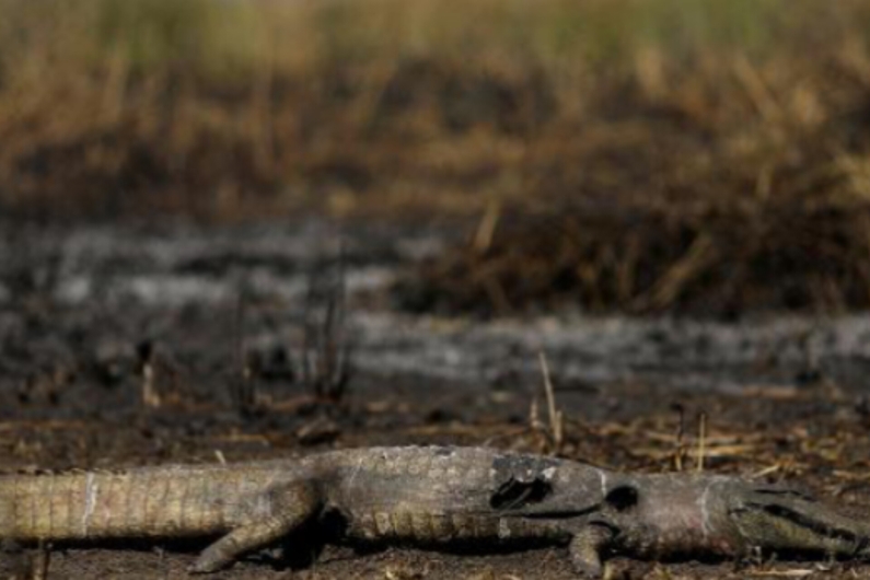 Dino autoriza emissão de crédito fora da meta para combate a incêndios